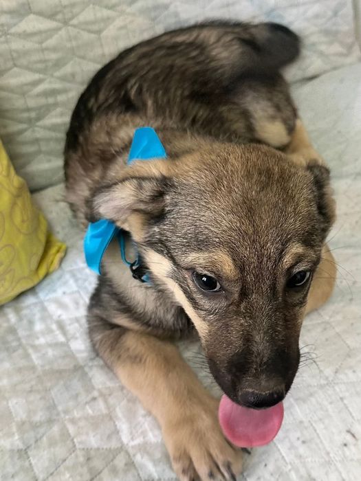 Подарява се бебе Лео