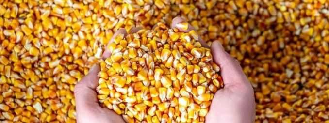 Porumb boabe calitate superioara