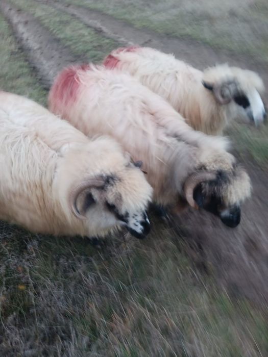 Oi si berbec de vanzare