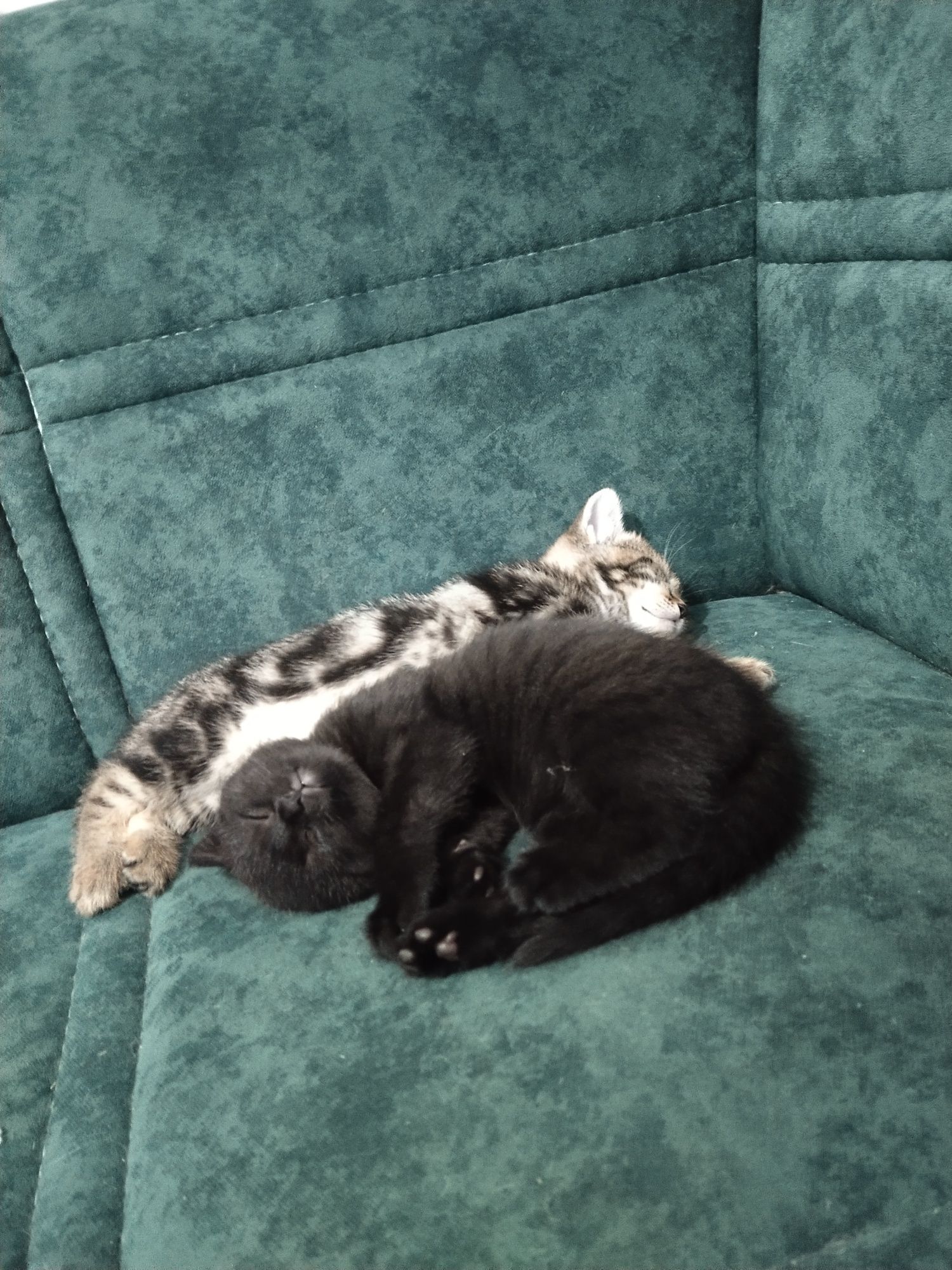 Котята породистые