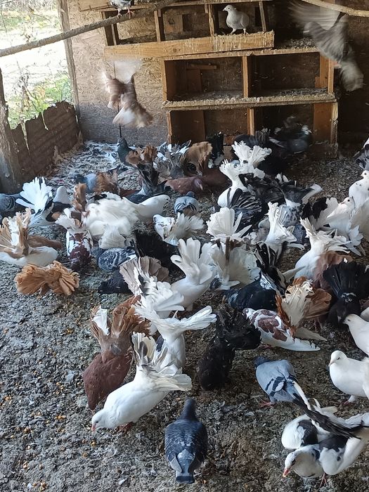 Porumbei înfoiați colorați și albi