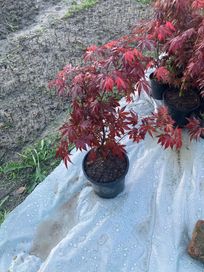 Японски клен Acer Palmatum Atropurpureum