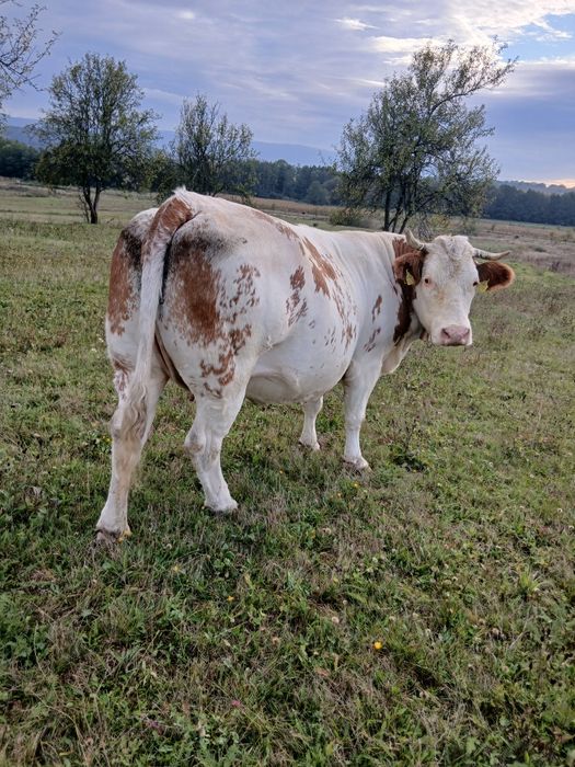 Vaca baltata de vanzare