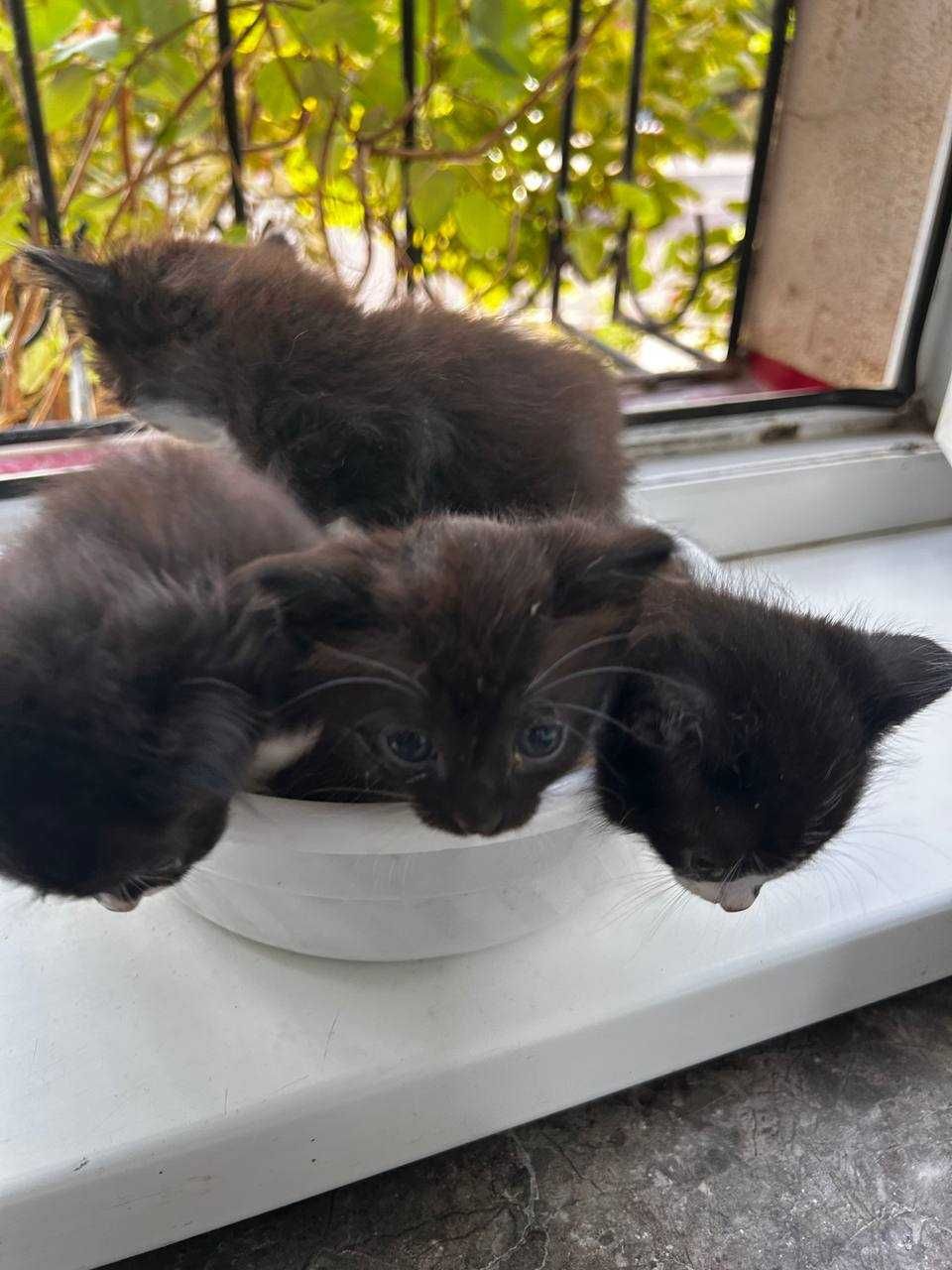 Mehribon qo‘llarga mushukchalar, Отдам в добрые руки котят