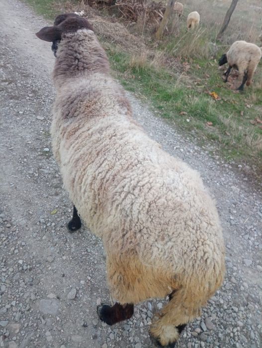Vând berbec gras mare are 3 ani