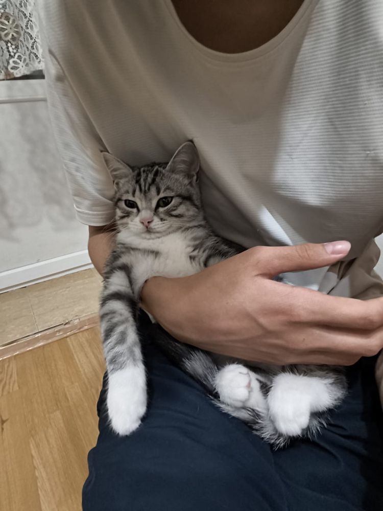 Котенок девочка 2 месяц