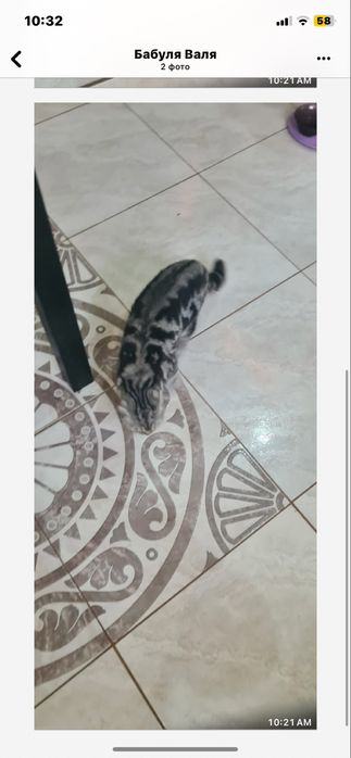 Нашли кошку ( шотландская вислоухая ).