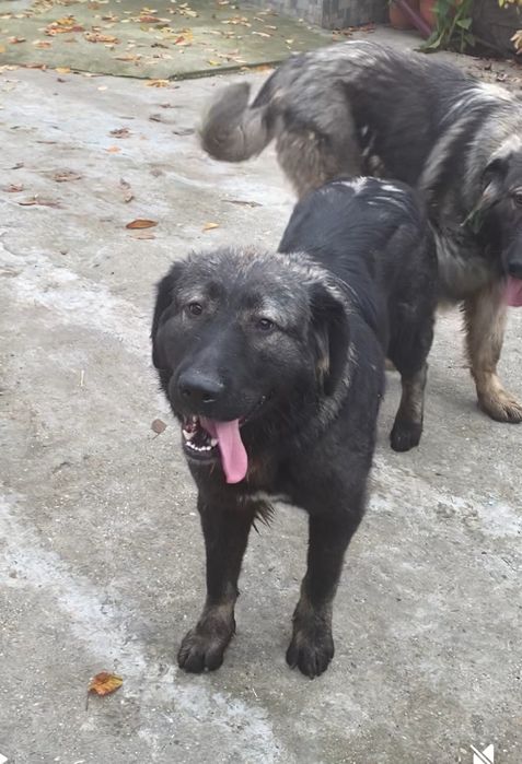 Femela ciobanesc carpatin