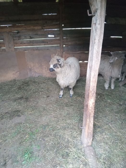 De vânzare mieluțe.