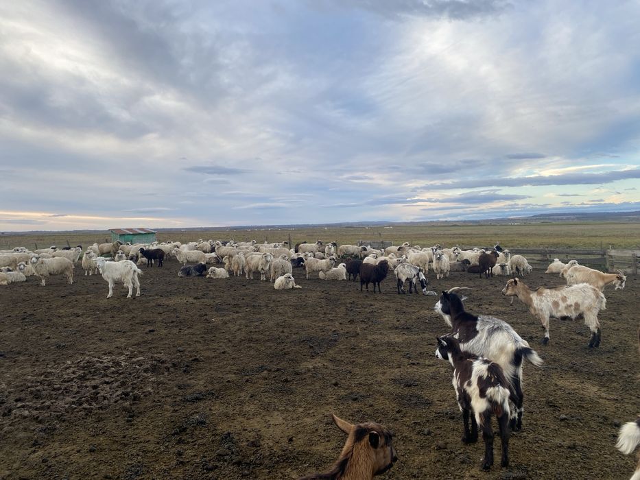 Se vand 150 oi si 30 capre