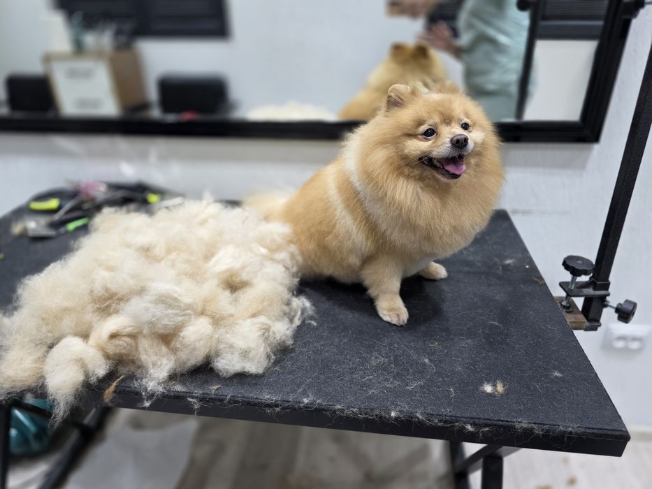 Стрижка собак,Груминг В отличном салоне!