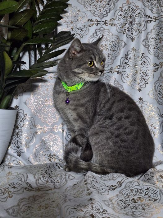 Подари Леону семью