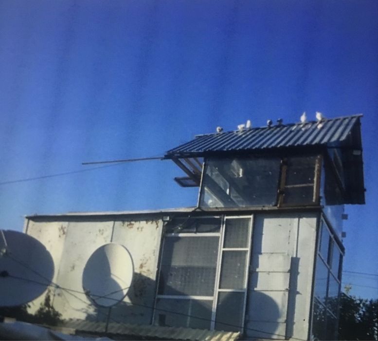 Голубятня теплая