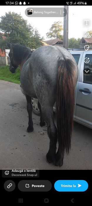 Vand sau schimb manz de un an și 4 luni