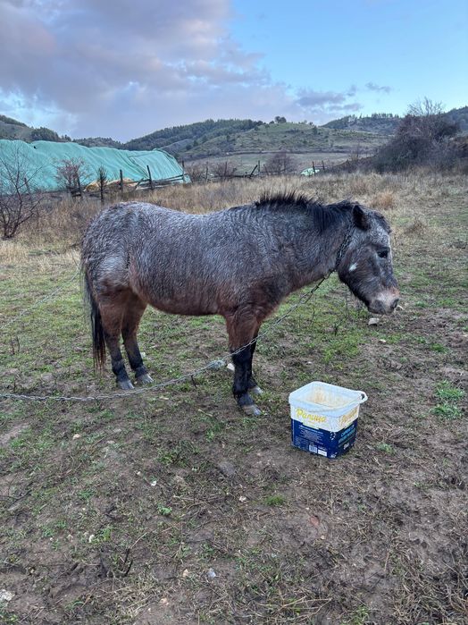Женско Пони заплодено