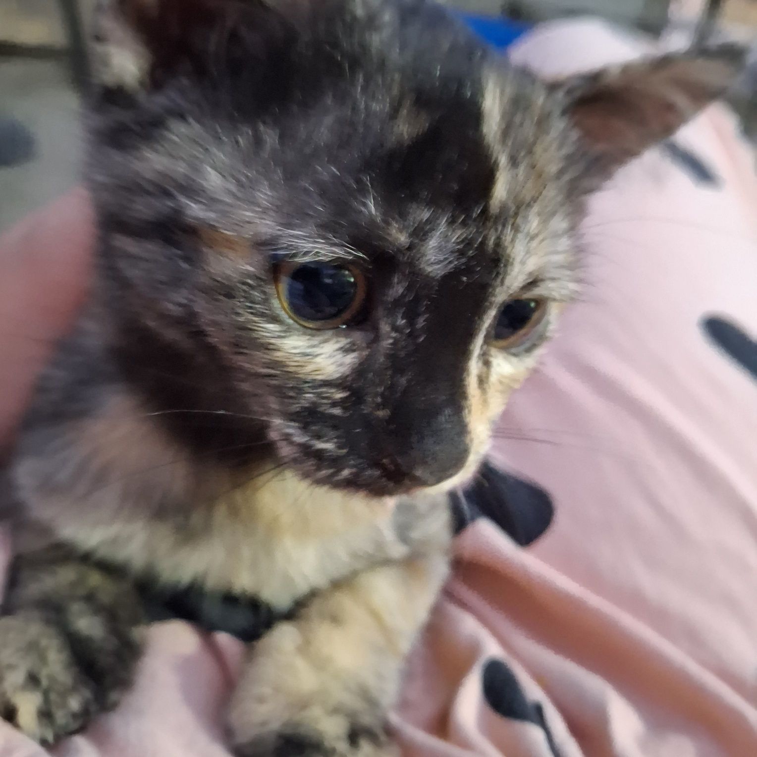 Отдам в добрые руки!!!Котята 4 месяца