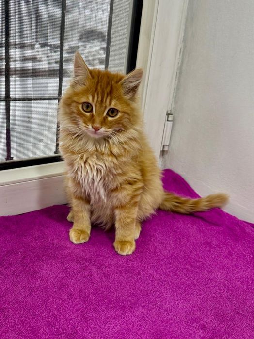 Котенок в добрые руки