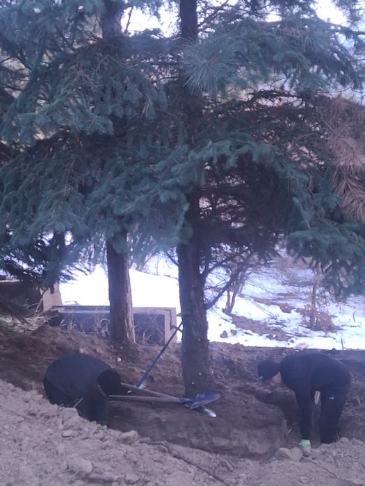 Посадка и пересадка деревьев спил деревьев посев газона посев газона