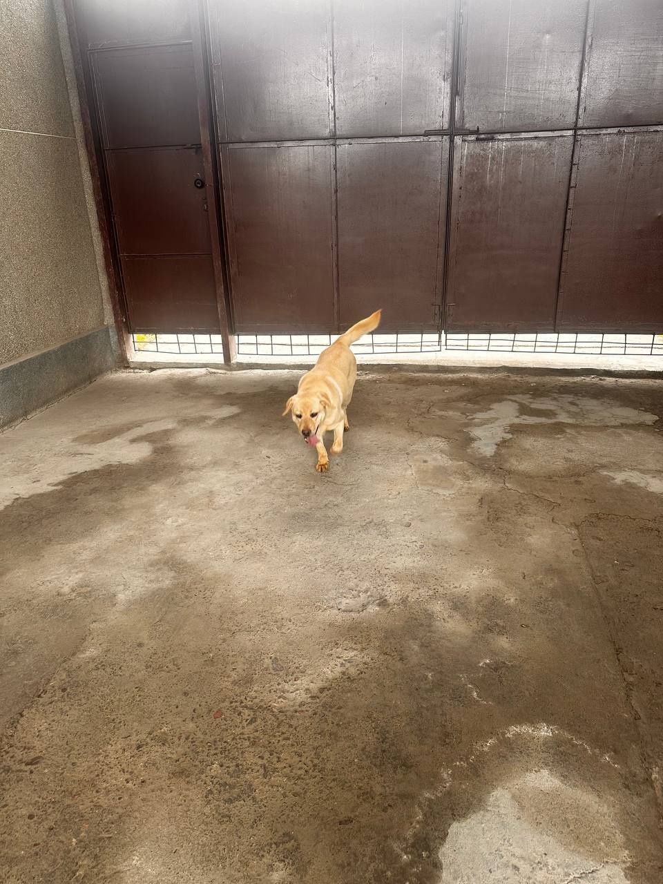 Labrador kuchik sotiladi o'g'il bola 8.9oylik