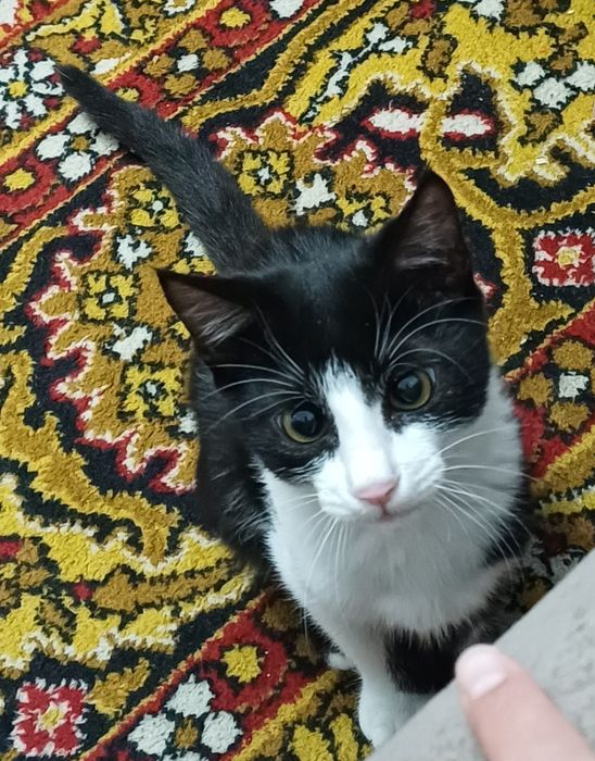 Отдам даром в добрые руки мальчик котёнок