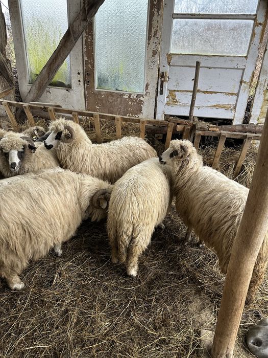 Oi 8 bucăti țurcane