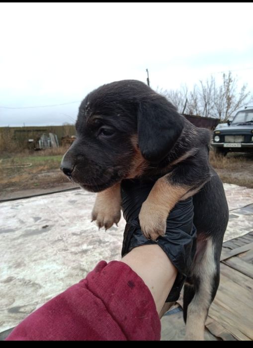 Отдам кутят таксы