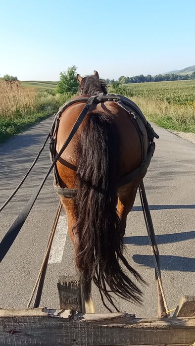 De vânzare iapa de 3/4 ani