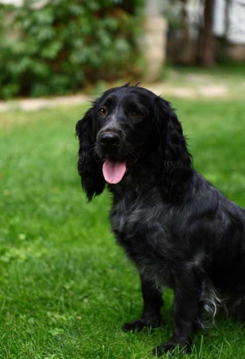 Продам щенков русского спаниеля