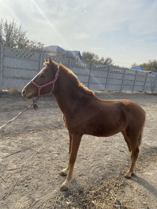 Продам тайчика год и 4 месяца
