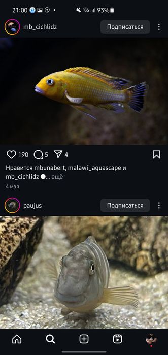 Afrika balula sotiladi xishnik