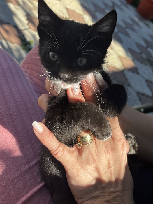 donez pui de pisica motan