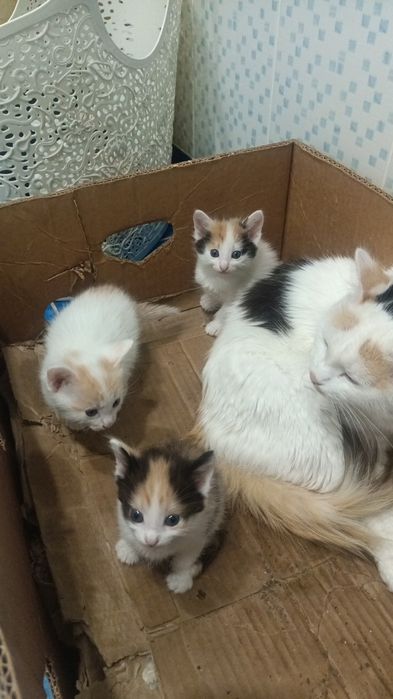 Отдам котяту за хороший руки