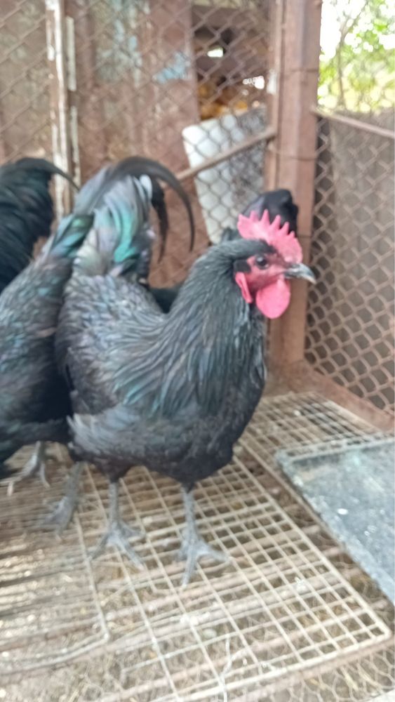 Cocos rasa australorp