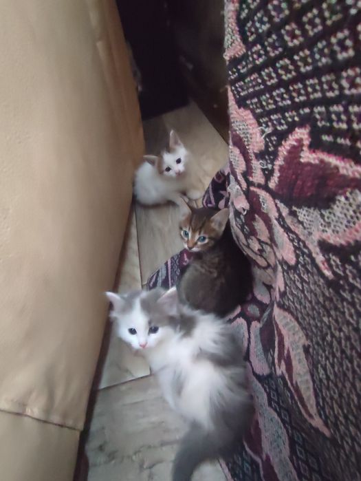 Отдам катят даром в хорошие руки