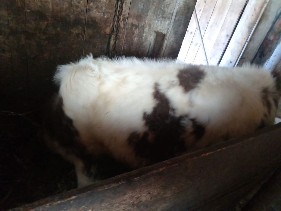 Vand vitel,cresut bine si intretinut are 5 luni !