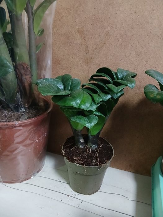 Замиакулькас зензи новое поступление