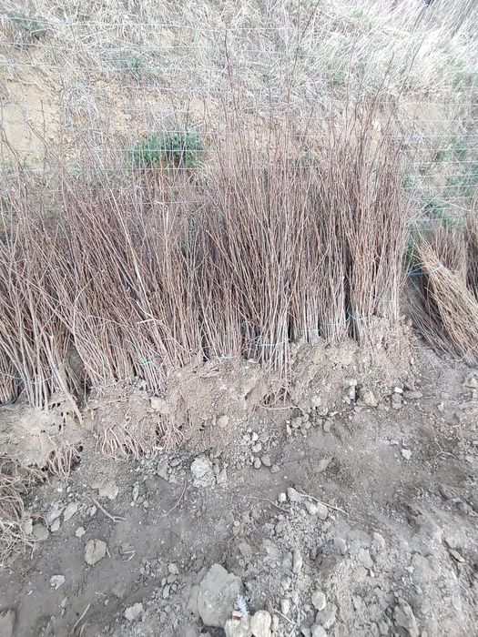 Puieti De calitate superioara cu dezvoltare dubla