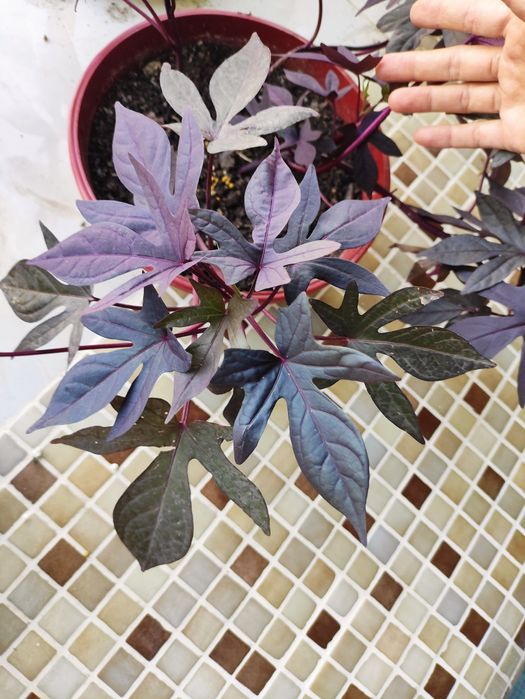 Распродажа декоративные комнатные растения