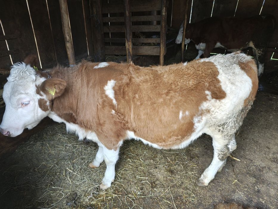 Vând vițea de lapte