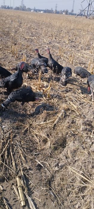 Индюки зрелые и молодые