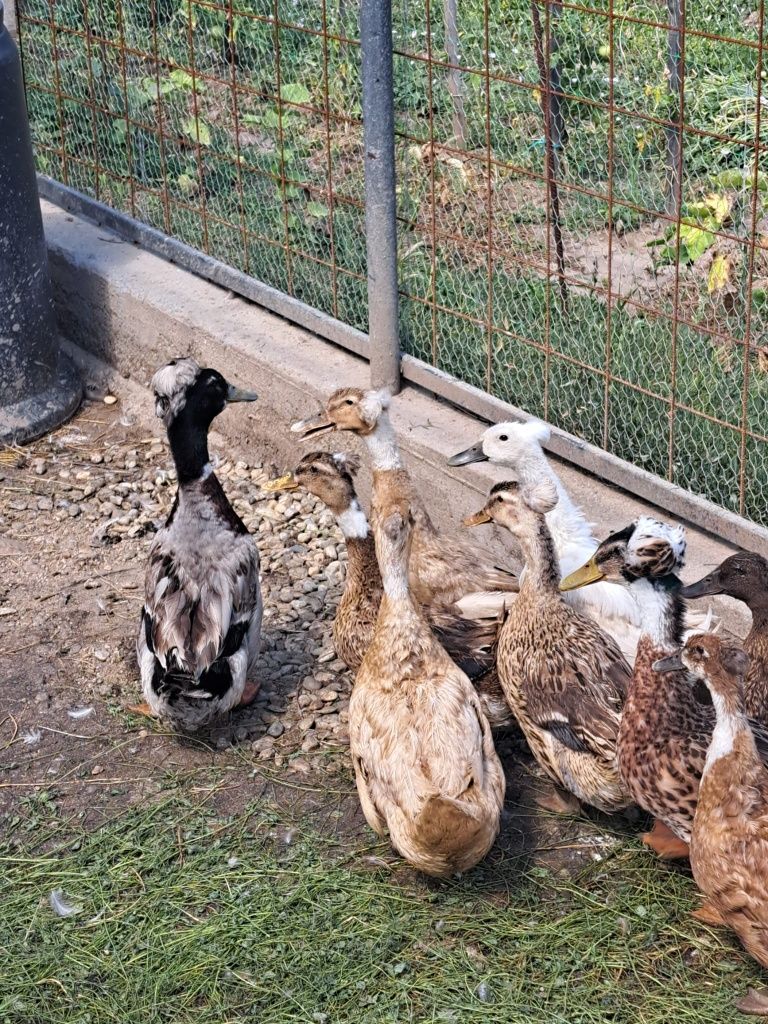 Vând rațe moțate