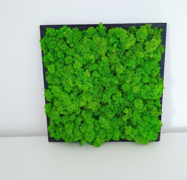 Tablou licheni 30x30 verde deschis