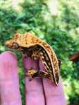 Pui de soparla crested gecko
