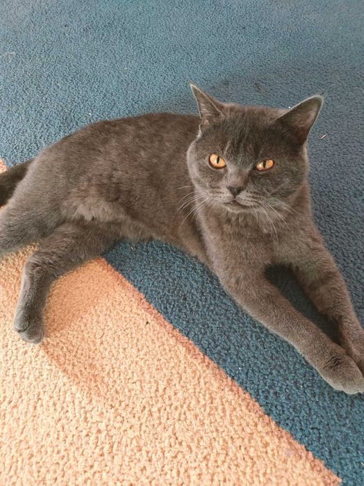 Продам британского кота