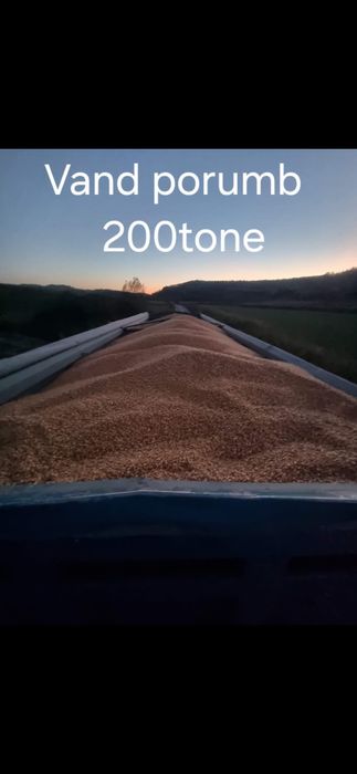 Vând porumb boabe si știuleți 2025