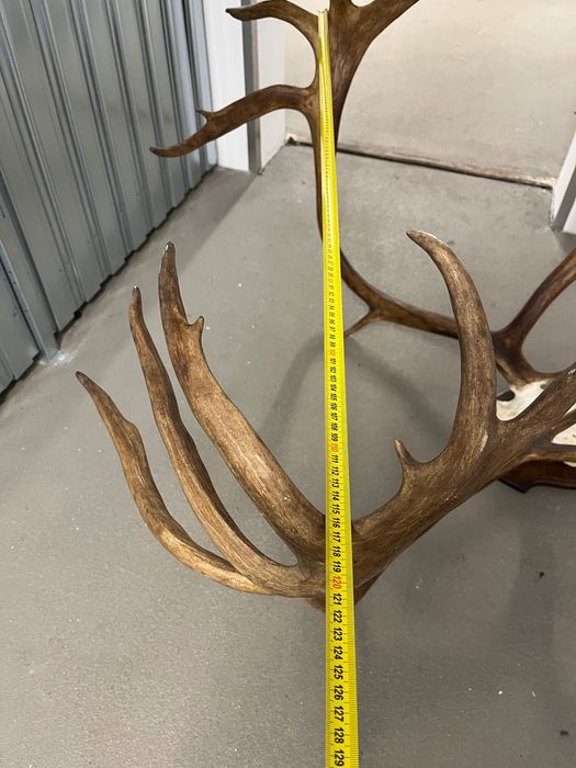 Огромен трофей от карибу - Северен Елен