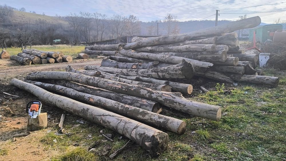 Tai și crap lemne de foc 100 lei m3