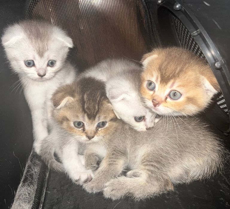 Котята скотиш+шиншилла.