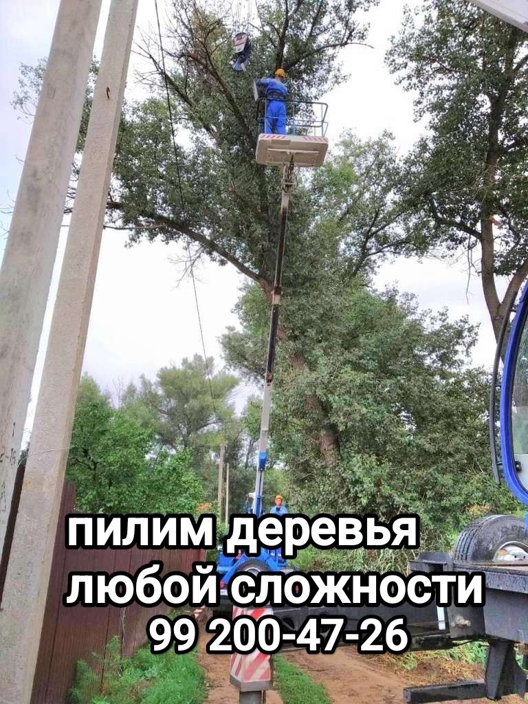 Спил обрезка деревьев любой сложности