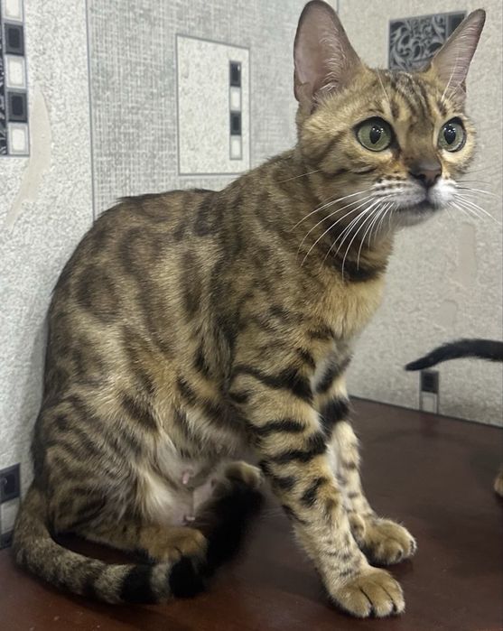 Бенгальская кошка